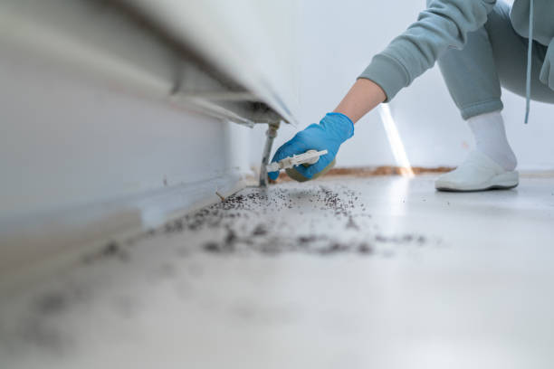 Professional Pest Control in Scandia, MN